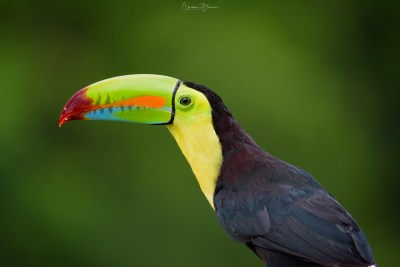 Keel-billed Toucan