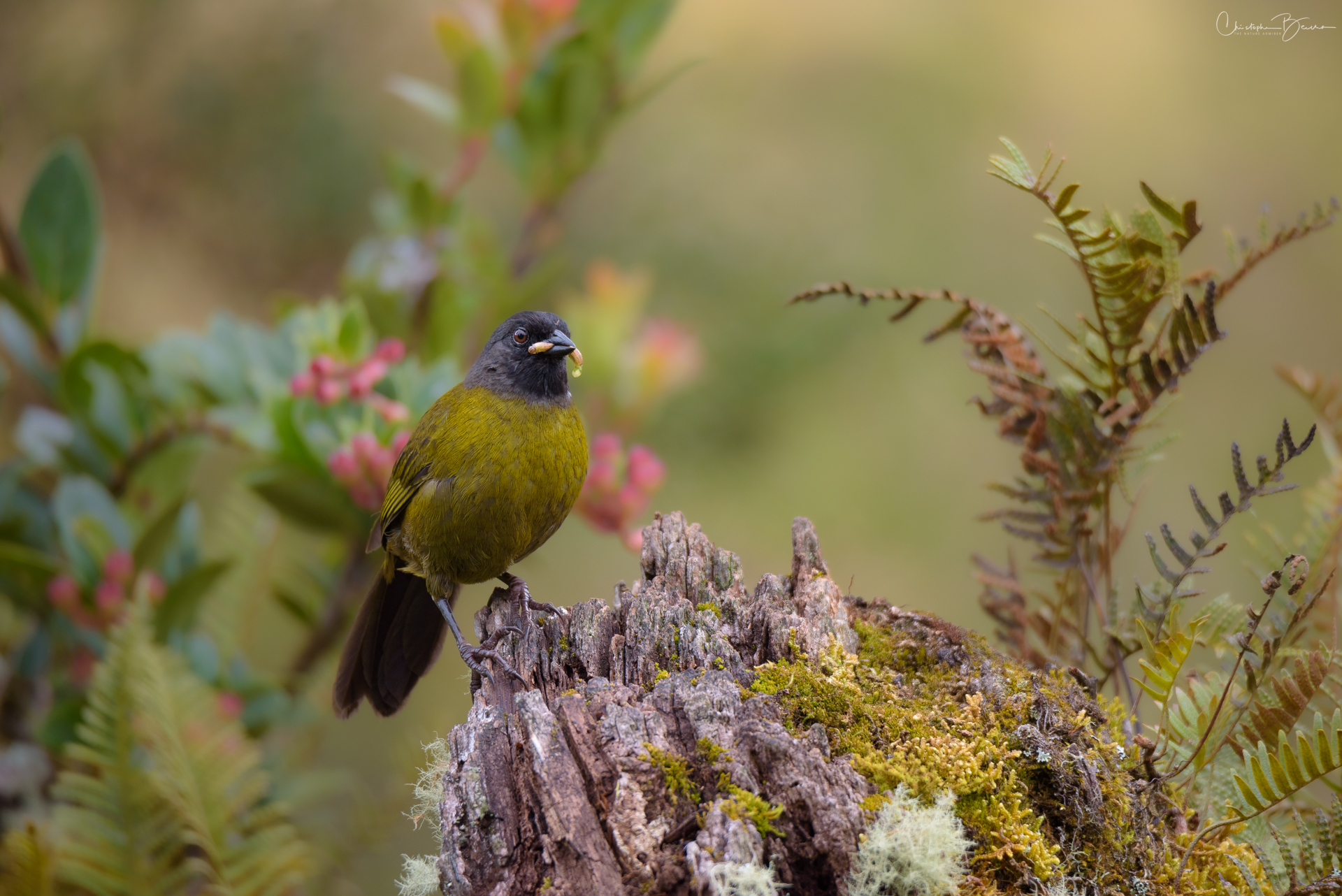 Large-footed Finch