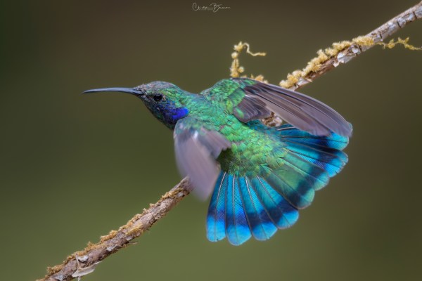 Lesser Violetear