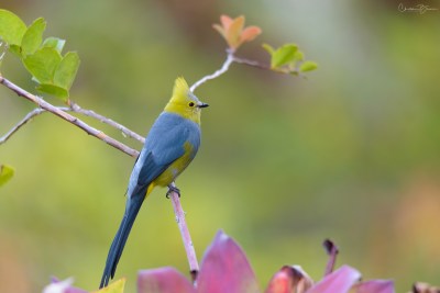 Long-tailed Silky-flycatcher