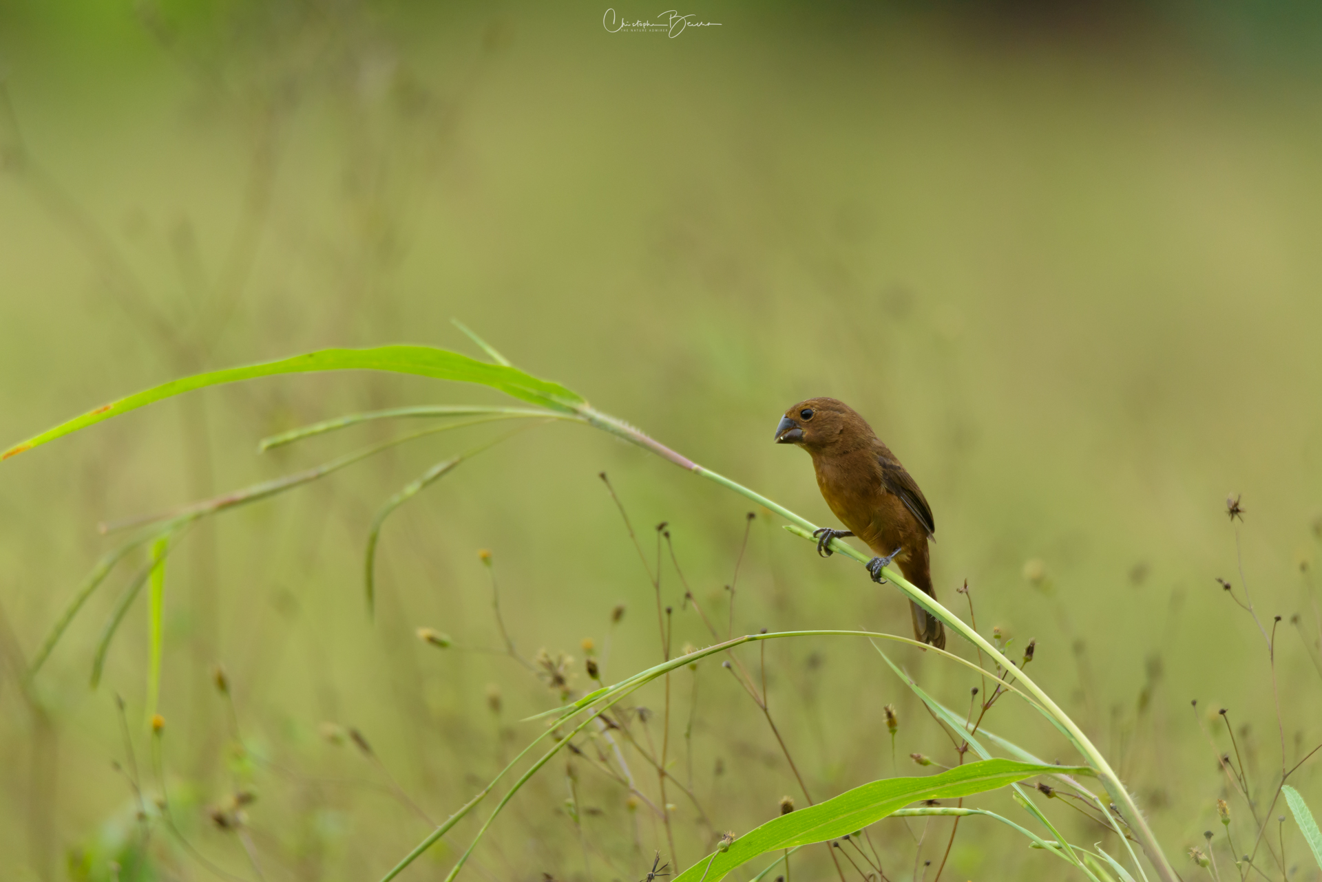 Nicaraguan Seed-Finch