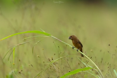 Nicaraguan Seed-Finch