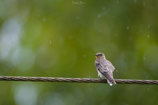 Northern Rough-winged Swallow