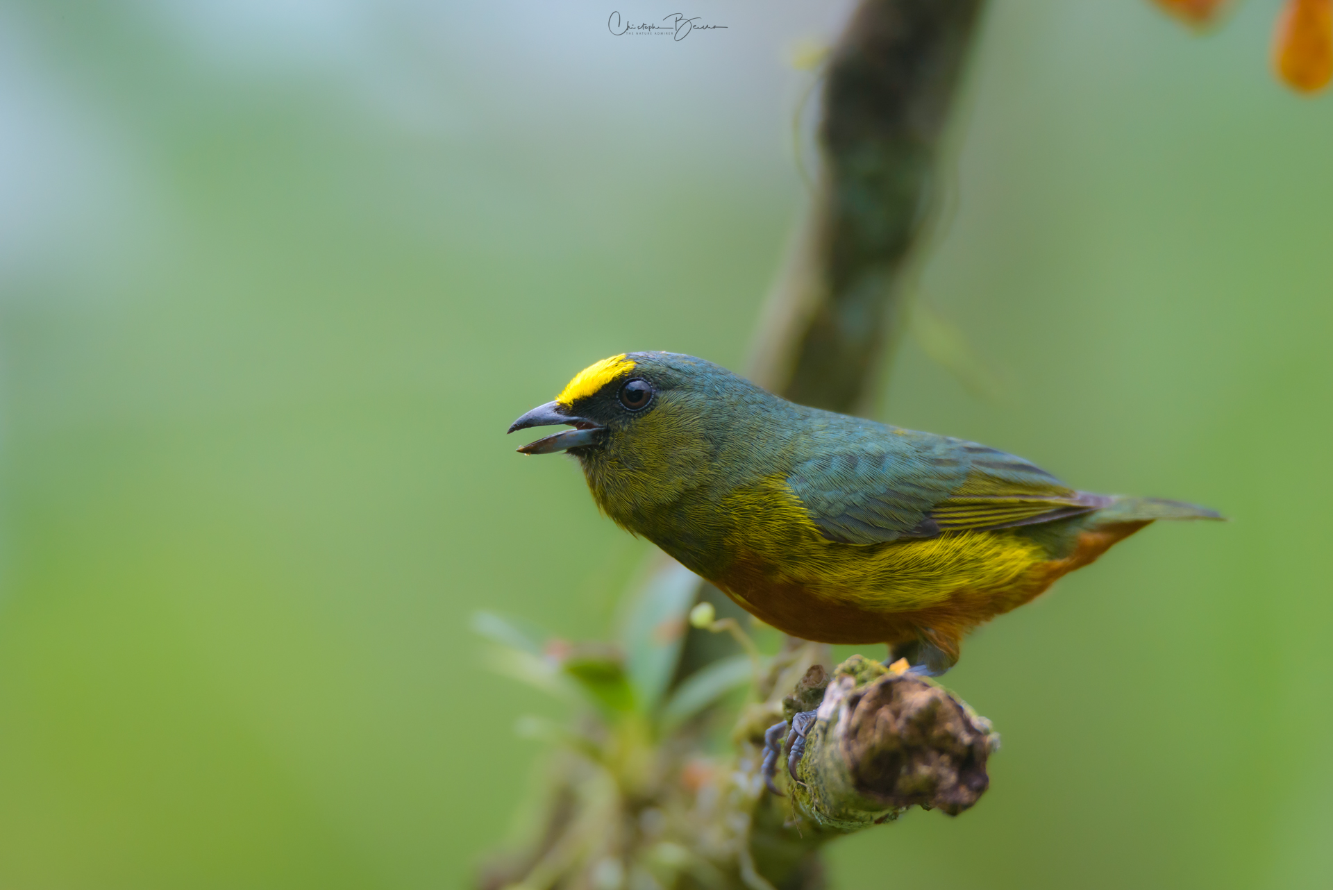 Olive-backed Euphonia