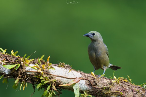 Palm Tanager