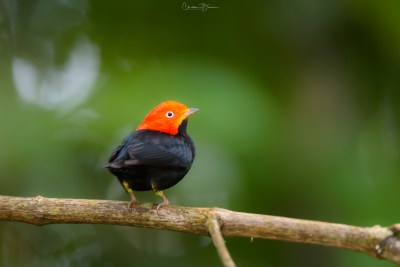 Red-capped Manakin