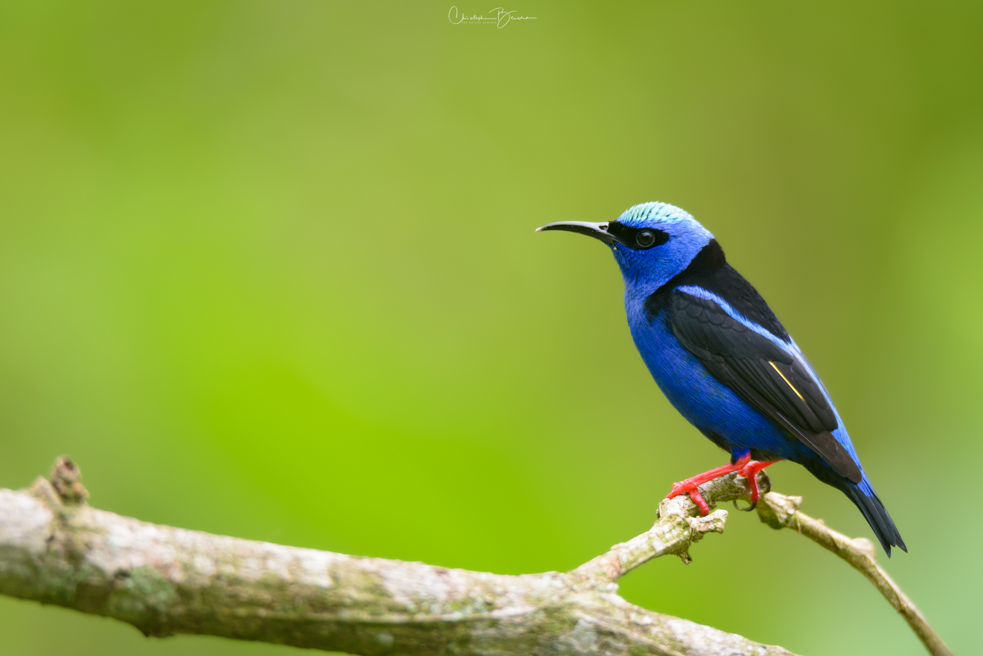 Red-legged Honeycreeper