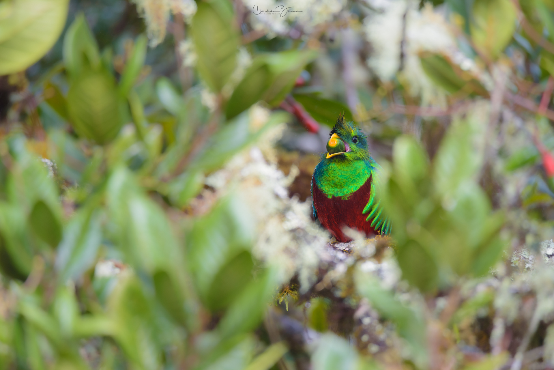 Resplendent Quetzal