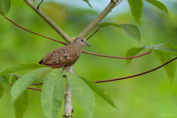 Ruddy Ground-Dove