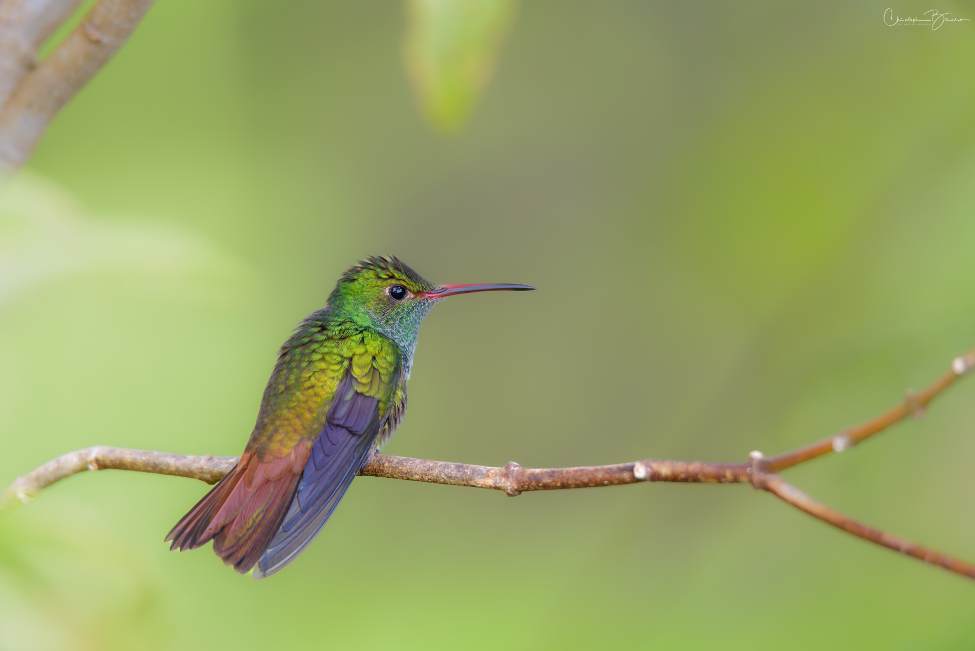 Rufous-tailed Hummingbird
