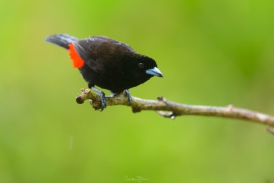 Scarlet-rumped Tanager