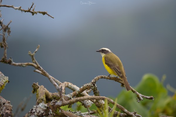Social Flycatcher