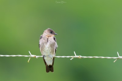 Southern Rough-winged Swallow