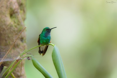 Stripe-tailed Hummingbird