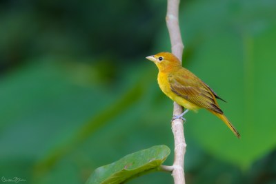 Summer Tanager