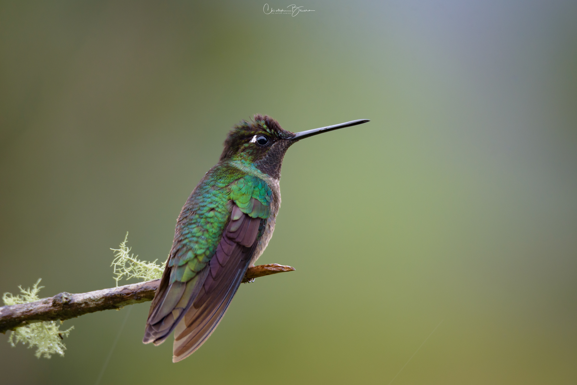 Talamanca Hummingbird