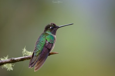 Talamanca Hummingbird