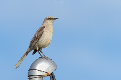 Tropical Mockingbird