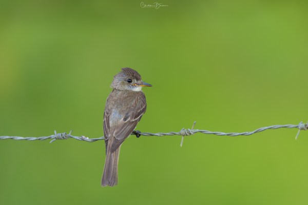 Tropical Pewee