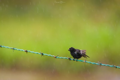 Variable Seedeater