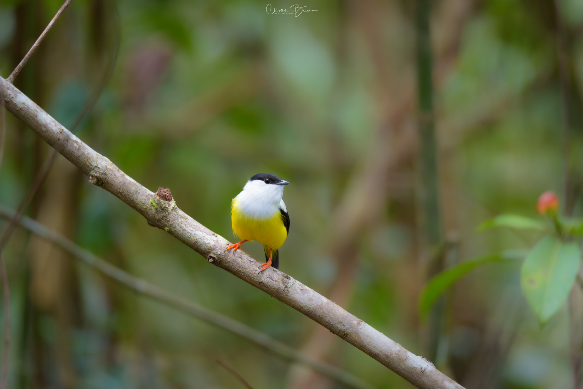 White-collared Manakin