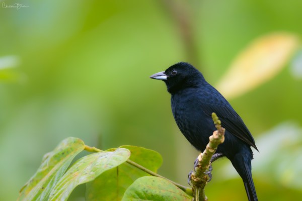 White-lined Tanager