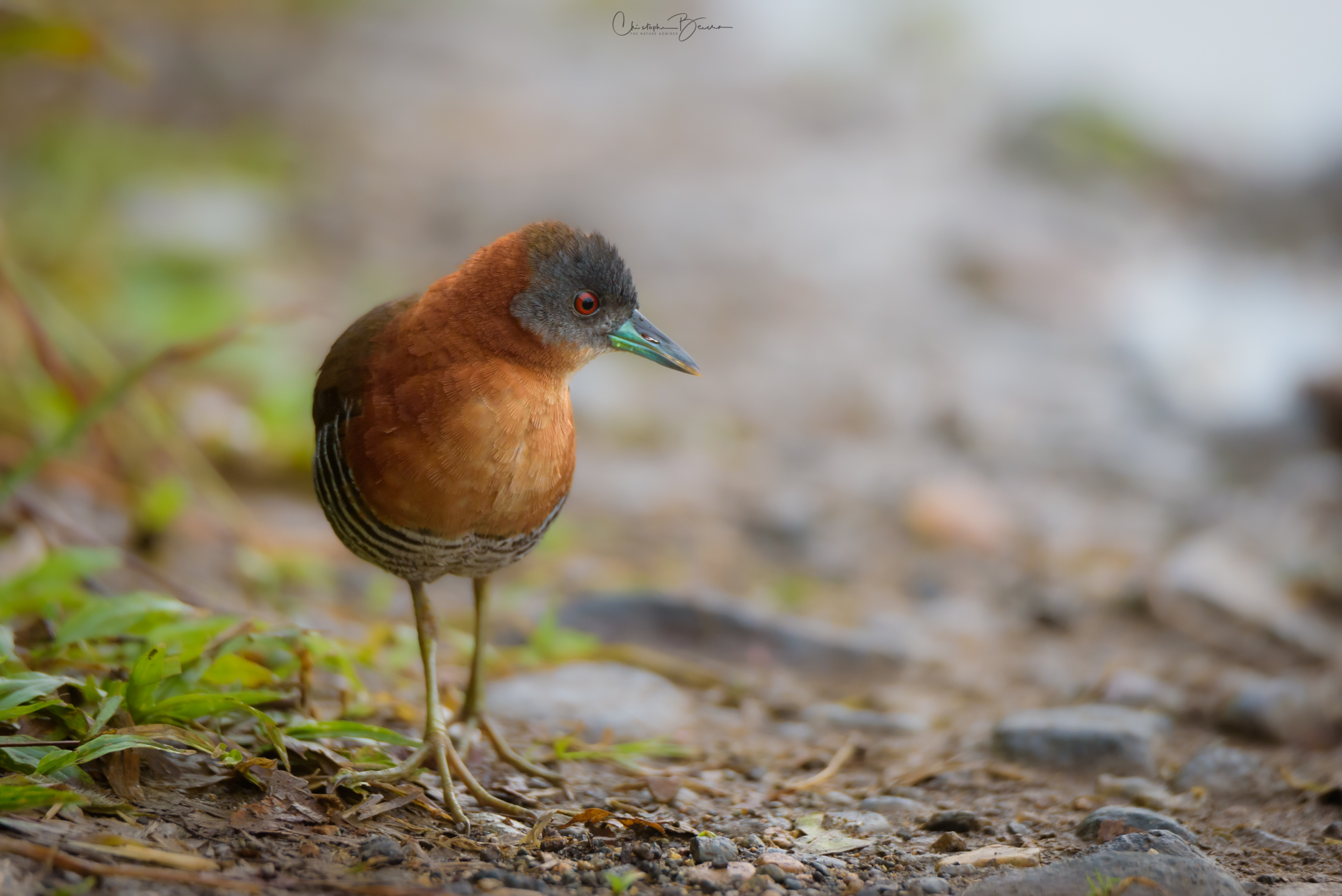 White-throated Crake