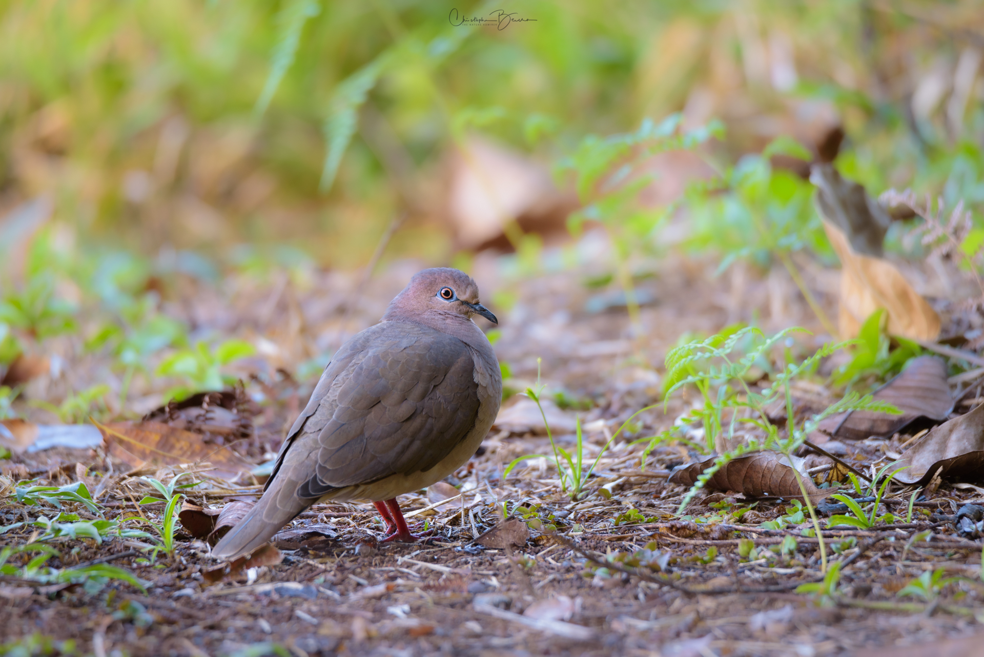 White-tipped Dove