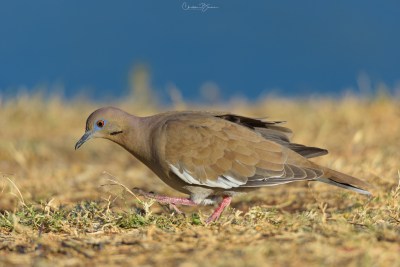 White-winged Dove