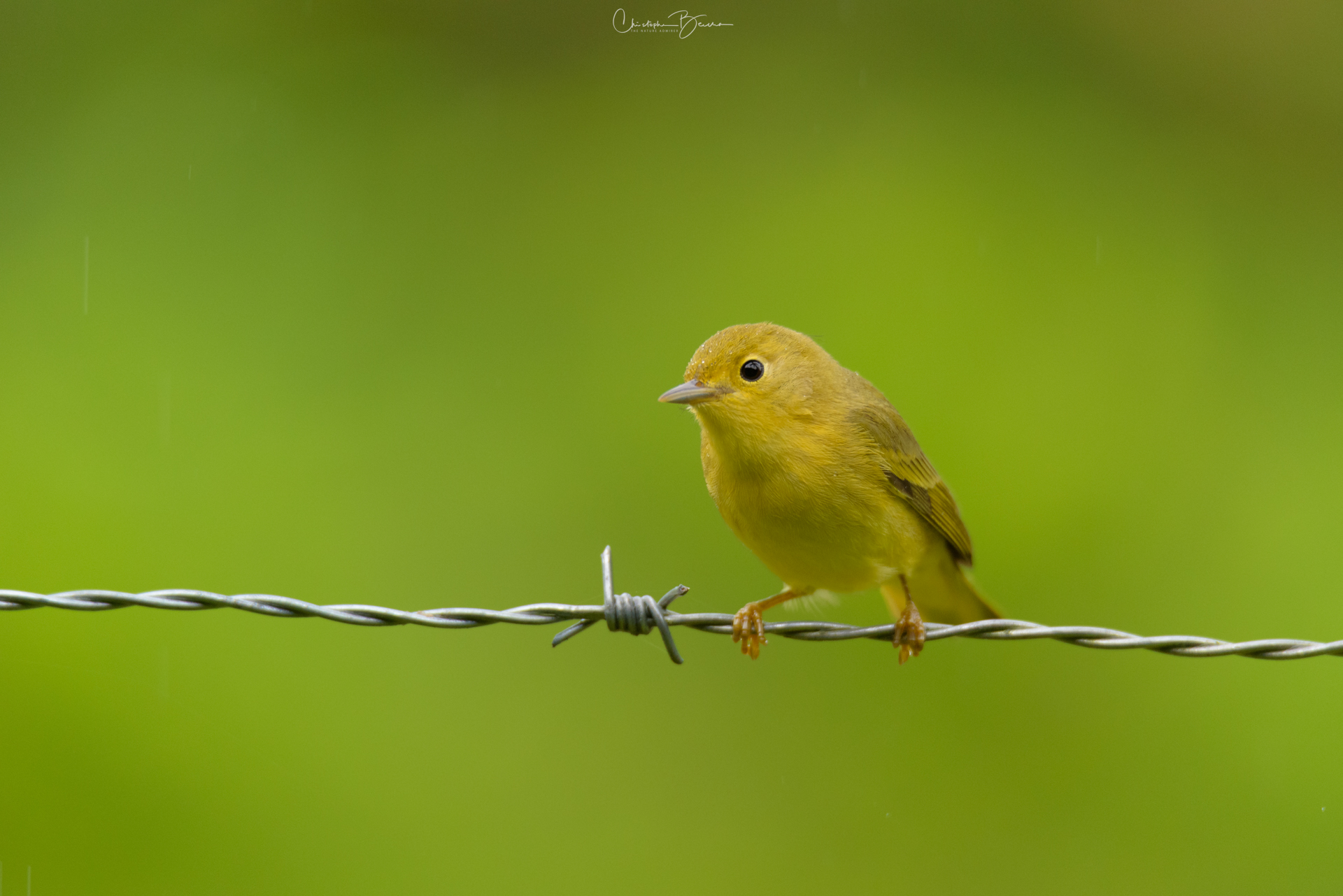 Yellow Warbler