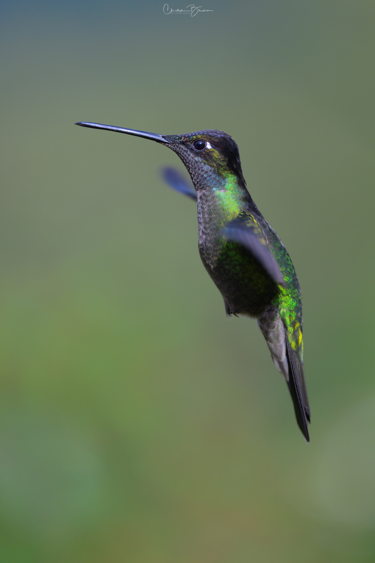 Talamanca Hummingbird, Male - Eugenes spectabilis - Colibrí de Talamanca, Macho (22)
