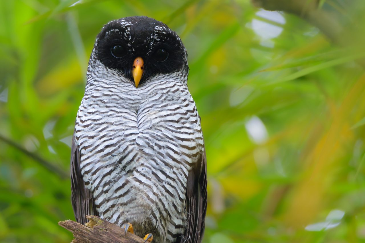 Black-and-white Owl